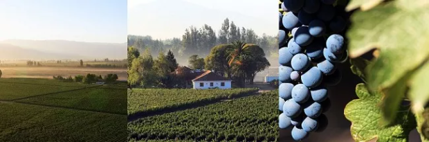 Morandé é a vinícola de 2022, e seu tinto, o melhor do Chile pelo Descorchados